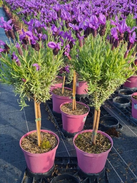 LAVANDULA STOACHES STEM D14- WÓZEK