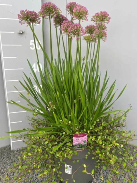 Allium + Muhlenbeckia 23cm WÓZEK