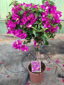 BOUGANVILLEA HALF STEM Ø17 H. 50	WÓZEK