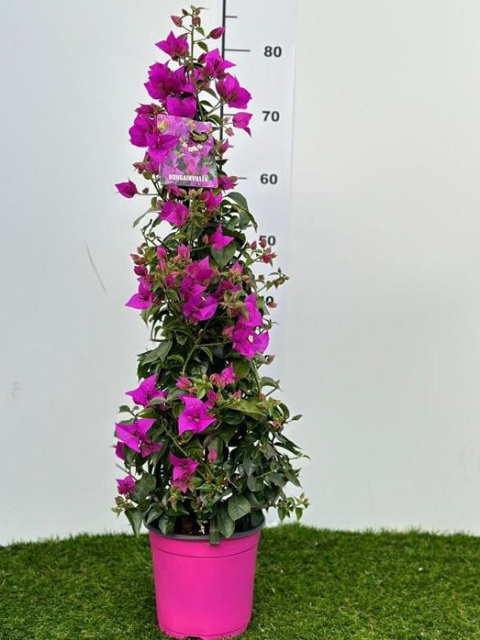 BOUGANVILLEA PYRAMID D17 H. 0,70 WÓZEK