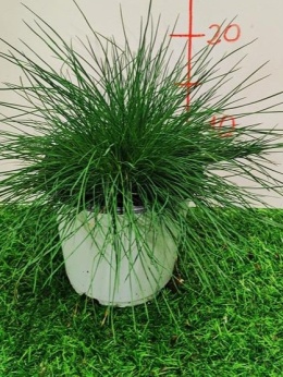 FESTUCA BUSH D14 WÓZEK