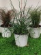 CAREX MIX BUSH Ø14 PÓŁKA