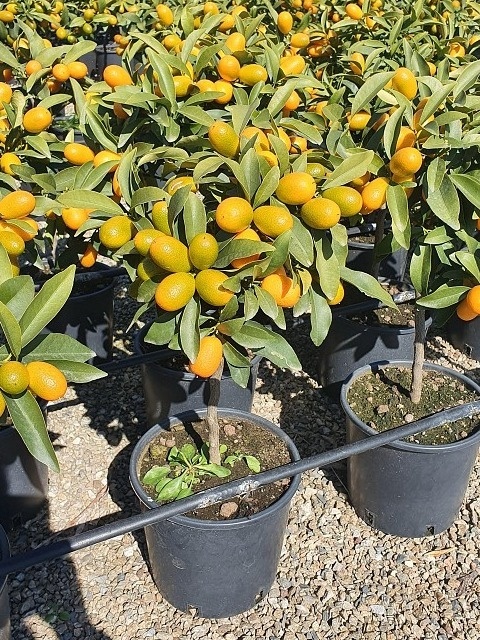 CITRUS KUMQUAT BUSH D.20 WÓZEK