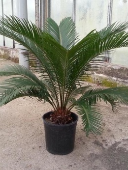 CYCAS REVOLUTA D19 WÓZEK