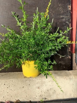 CYTISUS BUSH D14 WÓZEK