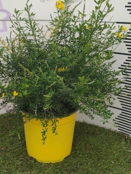 CYTISUS BUSH D19 WÓZEK