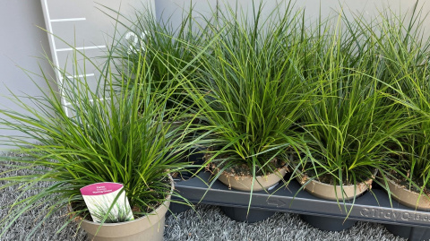 Carex brunnea Racing Green 13cm WÓZEK