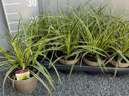 Carex morrowii Goldband 13cm WÓZEK