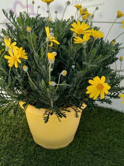 EURYOPS PECTINATUS BUSH D25-WÓZEK