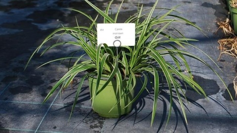 GRAMINACEE "CAREX SHADOW" BUSH D14 WÓZEK