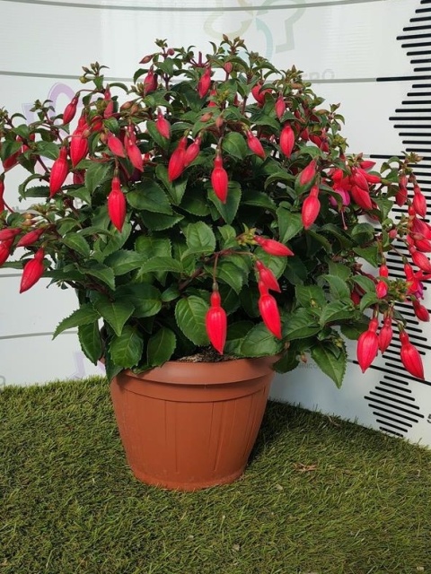 FUCHSIA BUSH D25-WÓZEK