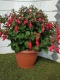 FUCHSIA BUSH D25-PÓŁKA