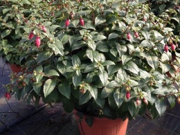 FUCHSIA BUSH D25-WÓZEK