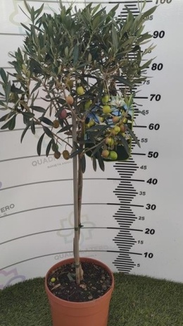 OLEA EUROPEA STEM D19 WÓZEK