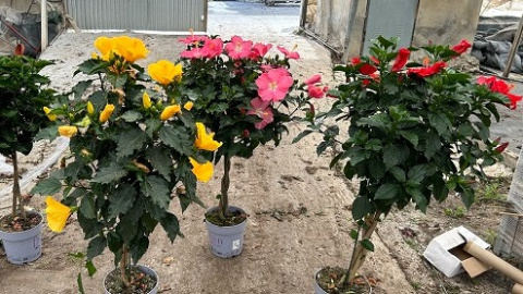 HIBISKUS na pniu don.24cm -wózek