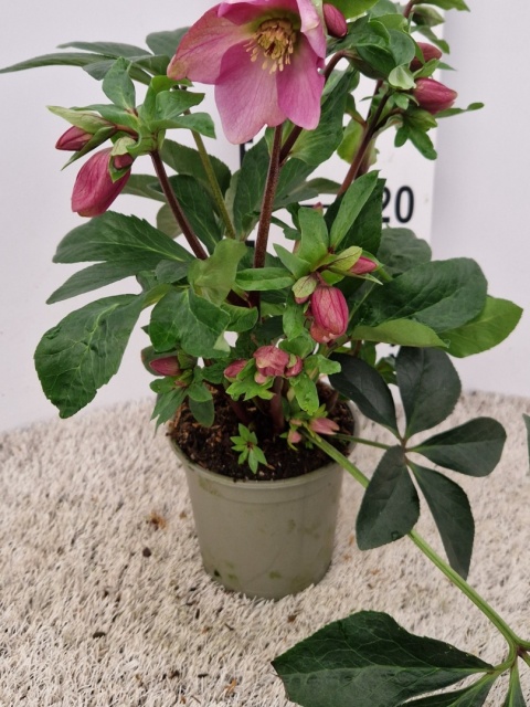 Helleborus hybriden Sweet Sensation 15cm-WÓZEK