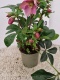 Helleborus hybriden Sweet Sensation 15cm-WÓZEK