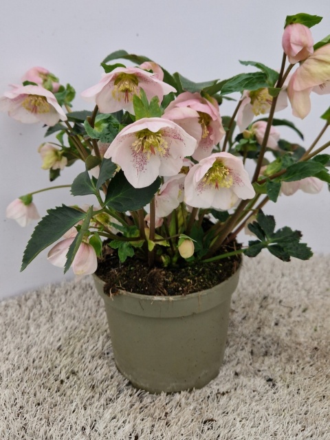 Helleborus hybriden HGC Shooting Star15CM-WÓZEK