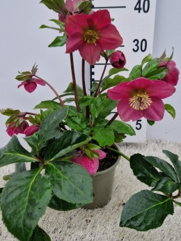 Helleborus hybriden Wintercolour 14 