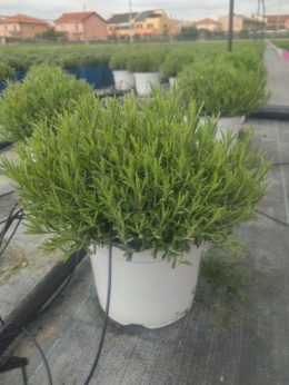 LAVANDULA BIAŁA SCENTY EARLY WHITE BUSH D18 WÓZEK