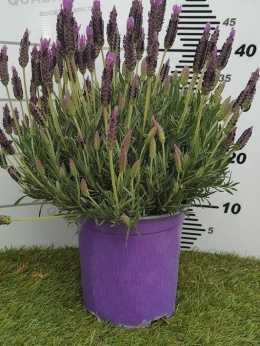 LAVANDULA STOECHAS BUSH D19- WÓZEK