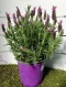 LAVANDULA STOECHAS BUSH D14 -WÓZEK