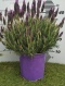 LAVANDULA STOECHAS BUSH D19- PÓŁKA