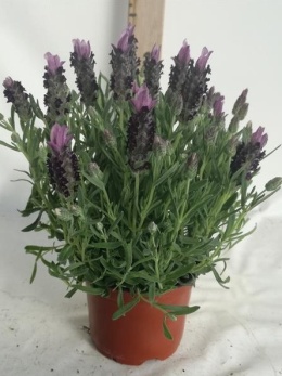 LAVANDULA STOECHAS/PAPILLON BUSH D9- WÓZEK