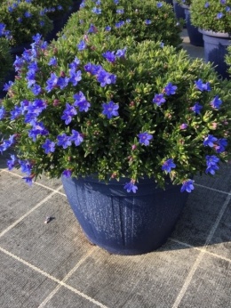 LITHODORA BUSH D19 WÓZEK