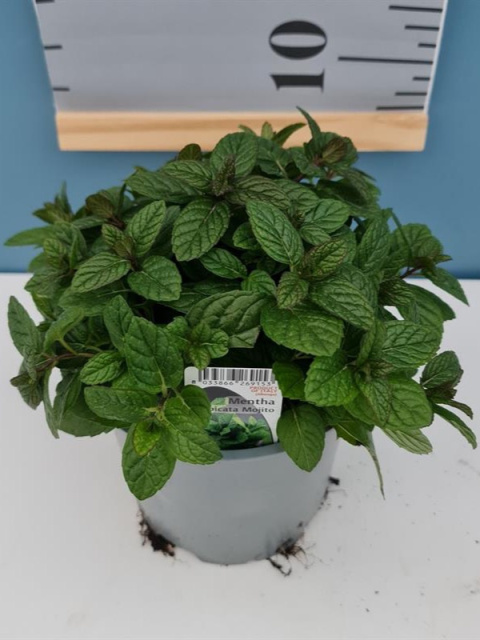 MENTHA PEPPERMINT BUSH D14 - WÓZEK