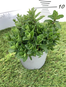 MENTHA SPICATA MAROCCHINA DA TÈ BUSH D14 - Menta gattefossei - PÓŁKA