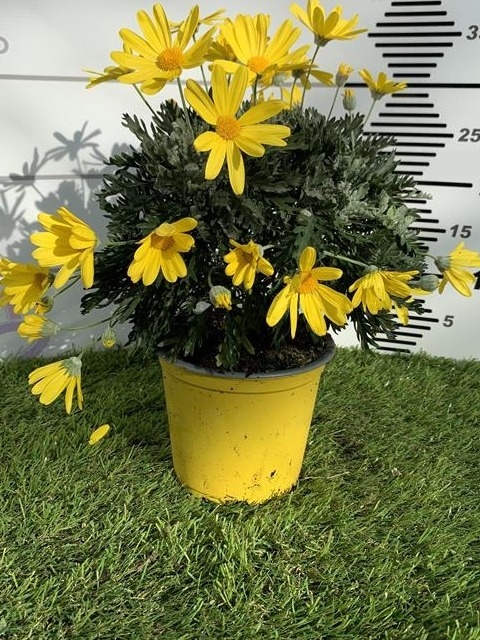 EURYOPS PECTINATUS BUSH D14- WÓZEK