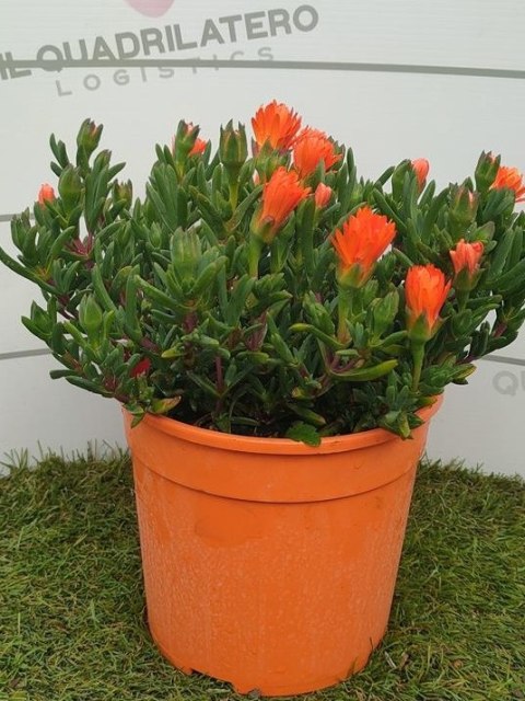 MESEMBRYANTHEMUM BUSH D19 ORANGE- WÓZEK