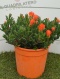 MESEMBRYANTHEMUM BUSH D19 ORANGE- PÓŁKA