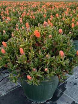 MESEMBRYANTHEMUM BUSH D25 ORANGE-WÓZEK