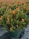 MESEMBRYANTHEMUM BUSH D25 ORANGE-PÓŁKA