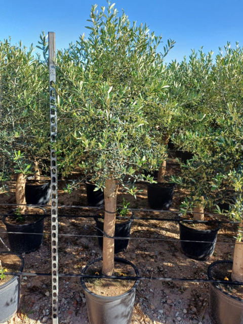 OLEA EUROPAEA don 35cm wózek