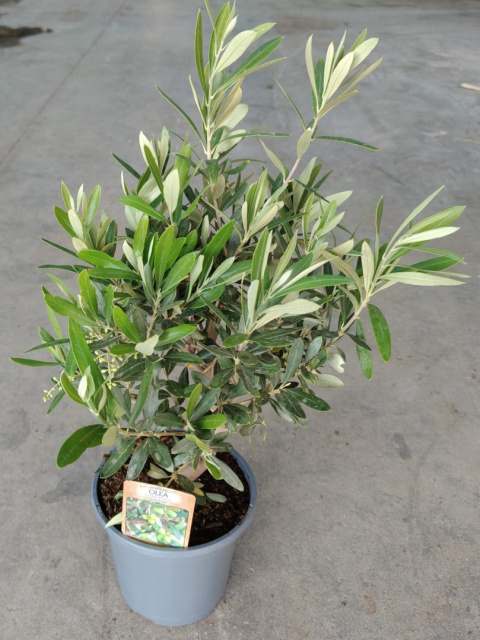 OLEA EUROPAEA don 17cm wózek