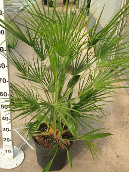 PALMA CHAMAEROPS HUMILIS DON 35cm 15L wózek