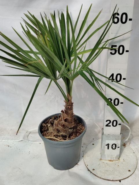 PALMA TRACHYCARPUS FORTUNEI don18cm 3,5L wózek