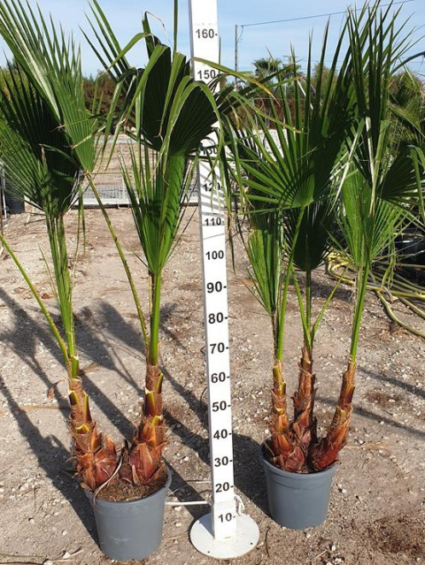 PALMA WASHINGTONIA ROBUSTA don30cm wózek