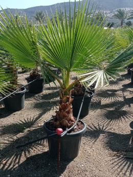 PALMA WASHINGTONIA ROBUSTA don38cm wózek