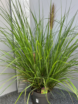 Pennisetum Alopecuroides Red Head 23cm WÓZEK