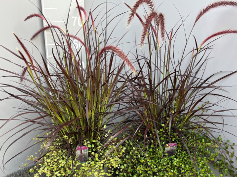 Pennisetum Rubrum mit Muhlenbeckia 23cm WÓZEK