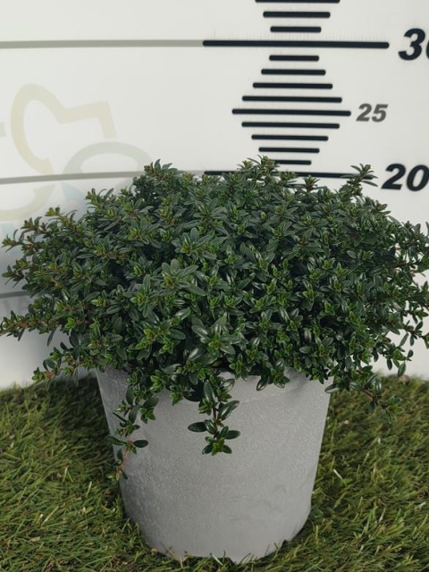 SATUREJA BUSH D18 - PÓŁKA