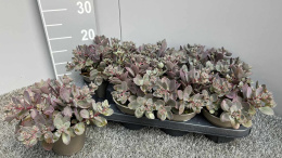 SEDUM SPURIUM Olive Valley 13cm WÓZEK