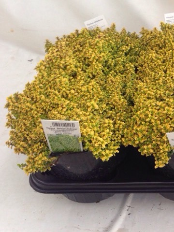 THYME ANDERSON GOLD BUSH D14 - PÓŁKA