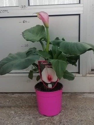 ZANTEDESCHIA CESP.D19 EXTRA - PINK WÓZEK